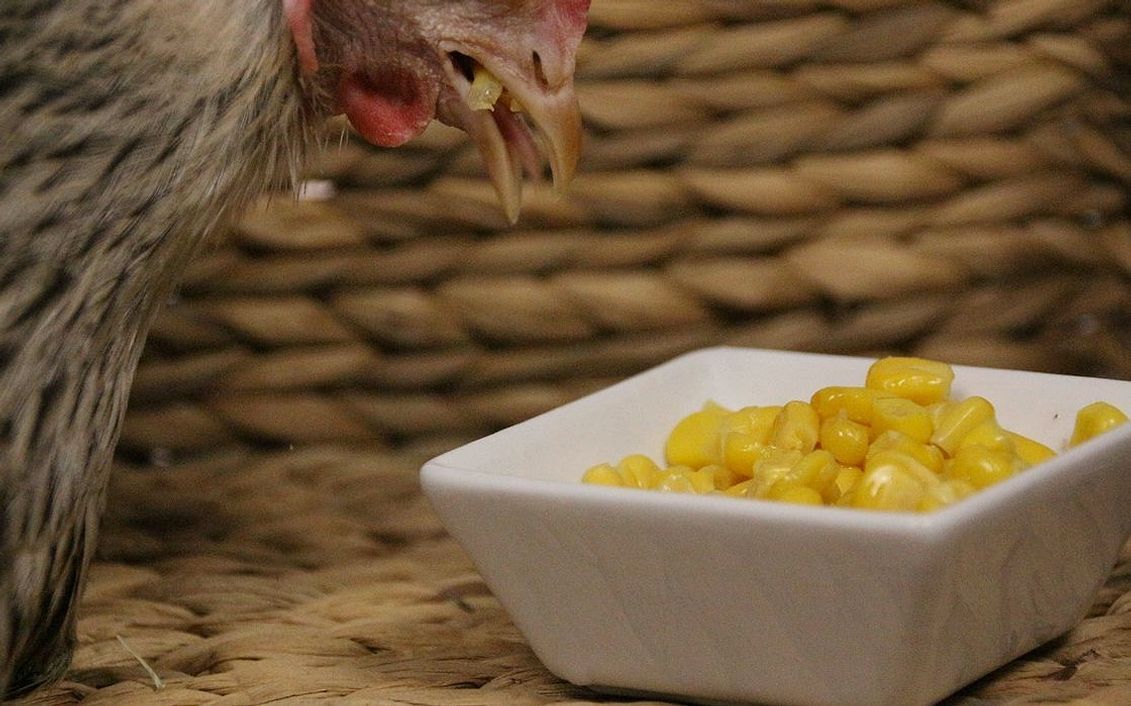 Peito de Galinha caipira em bandeja