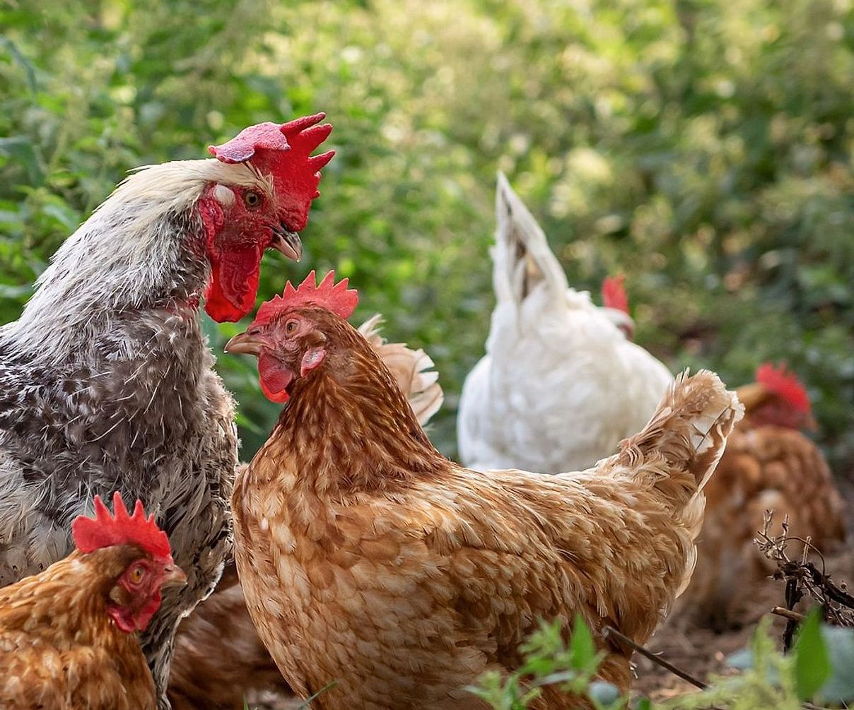 Balcão da loja com Ovos frescos e carnes resfriadas